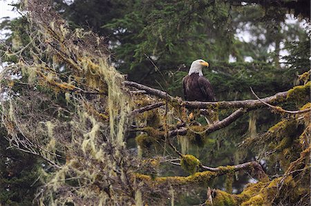 simsearch:841-09255500,k - Bald eagle (Haliaeetus leucocephalus), Chugach National Forest, Alaska, United States of America, North America Photographie de stock - Rights-Managed, Code: 841-09086170