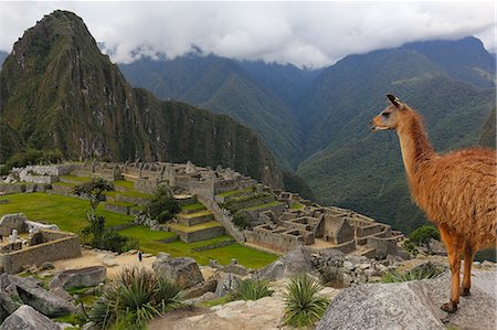 simsearch:841-09135067,k - Llama standing at Machu Picchu viewpoint, UNESCO World Heritage Site, Peru, South America Stock Photo - Rights-Managed, Code: 841-09086214