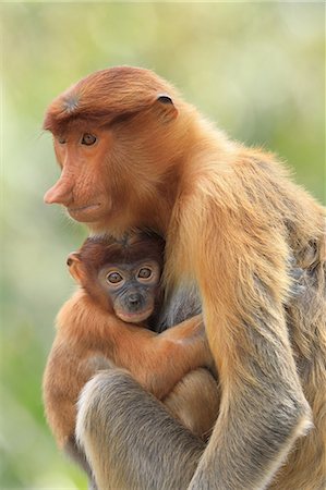 simsearch:841-05783432,k - Proboscis Monkey mother and baby, Borneo, Malaysia, Southeast Asia, Asia Stock Photo - Rights-Managed, Code: 841-09086215