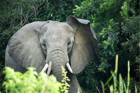 Angry elephant in Uganda's Murchison Falls National Park, Uganda, Africa Stock Photo - Rights-Managed, Code: 841-09086265