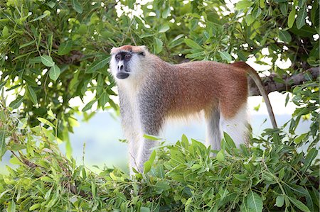 Alpha male Patas monkey on the lookout, Murchison Falls National Park, Uganda, Africa Stock Photo - Rights-Managed, Code: 841-09086261