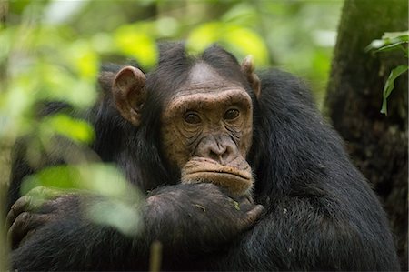 Glum looking adolescent chimpanzee at Kibale Forest National Park, Uganda, Africa Foto de stock - Con derechos protegidos, Código: 841-09086262