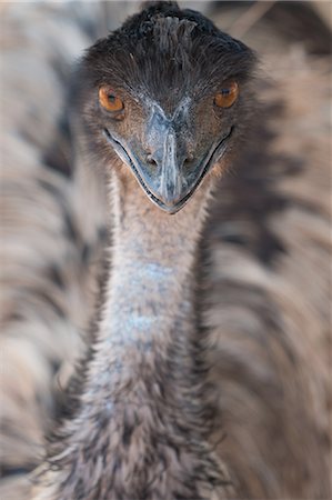 simsearch:841-08821609,k - Close-up of face and neck of emu, Ostrich Safari Park, Oudsthoorn, South Africa, Africa Fotografie stock - Rights-Managed, Codice: 841-09086305