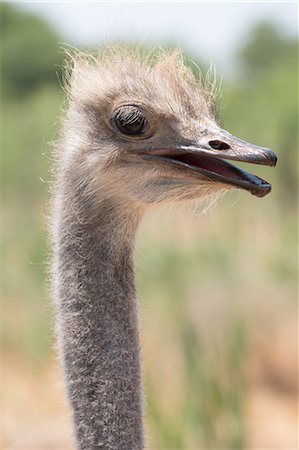 simsearch:841-08821730,k - Ostrich in Ostrich Safari Park, Oudsthoorn, South Africa, Africa Photographie de stock - Rights-Managed, Code: 841-09086308