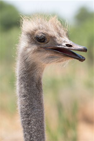 simsearch:841-09135384,k - Ostrich in Ostrich Safari Park, Oudsthoorn, South Africa, Africa Foto de stock - Con derechos protegidos, Código: 841-09086308