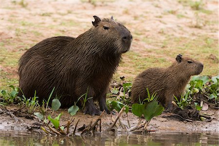 Adult and young capybara (Hydrochaeris hydrochaeris) on Cuiaba River bank, Pantanal, Mato Grosso, Brazil, South America Foto de stock - Con derechos protegidos, Código: 841-09086330