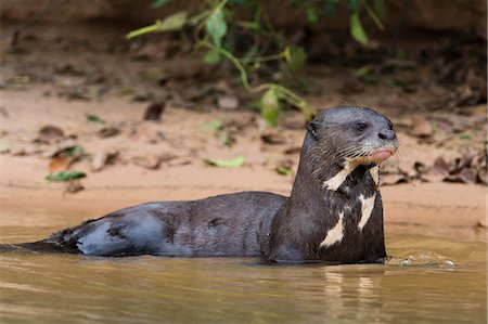 simsearch:841-08527714,k - Giant river otter (Pteronura brasiliensis), Pantanal, Mato Grosso, Brazil, South America Foto de stock - Con derechos protegidos, Código: 841-09086332