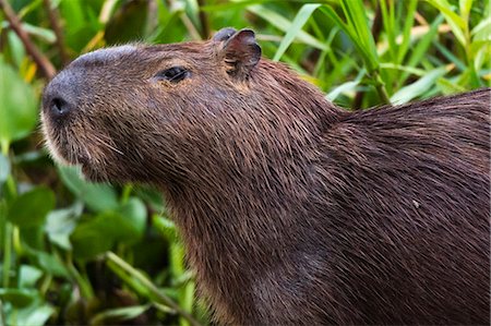 Close-up portrait of a capybara (Hydrochaeris hydrochaeris), Pantanal, Mato Grosso, Brazil, South America Photographie de stock - Rights-Managed, Code: 841-09086333