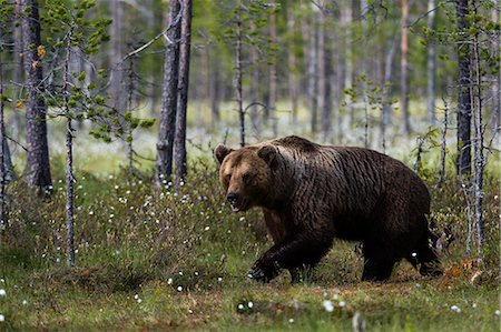 simsearch:841-09077294,k - European brown bear (Ursus arctos) walking in the forest, Kuhmo, Finland, Europe Fotografie stock - Rights-Managed, Codice: 841-09086345