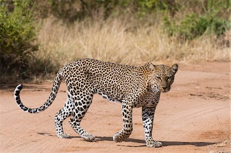 simsearch:841-07205533,k - A leopard (Panthera pardus) walks along a road, Samburu National Reserve, Kenya, East Africa, Africa Photographie de stock - Rights-Managed, Code: 841-09086354