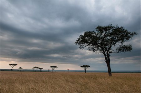 simsearch:841-06345247,k - Acacia trees, Masai Mara National Reserve, Kenya, East Africa, Africa Foto de stock - Con derechos protegidos, Código: 841-09086359