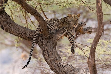 simsearch:841-03490247,k - A leopard (Panthera pardus) rests on a tree, Samburu National Reserve, Kenya, East Africa, Africa Foto de stock - Con derechos protegidos, Código: 841-09086351