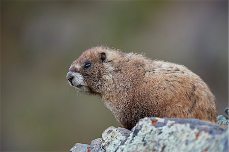 simsearch:841-09086162,k - Yellow-bellied marmot (yellowbelly marmot) (Marmota flaviventris), San Juan National Forest, Colorado, United States of America, North America Stock Photo - Rights-Managed, Code: 841-09086366