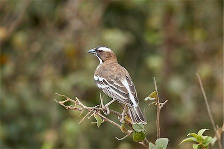 simsearch:841-09135383,k - White-browed sparrow-weaver (Plocepasser mahali), Selous Game Reserve, Tanzania, East Africa, Africa Photographie de stock - Rights-Managed, Code: 841-09086369