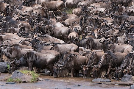 simsearch:6119-08268252,k - Eastern white-bearded wildebeest (Connochaetes taurinus), on the Mara River bank, Masai Mara, Kenya, East Africa, Africa Foto de stock - Direito Controlado, Número: 841-09086361