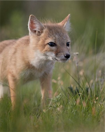 schlauer fuchs - Swift fox (Vulpes velox) kit, Pawnee National Grassland, Colorado, United States of America, North America Photographie de stock - Rights-Managed, Code: 841-09086362