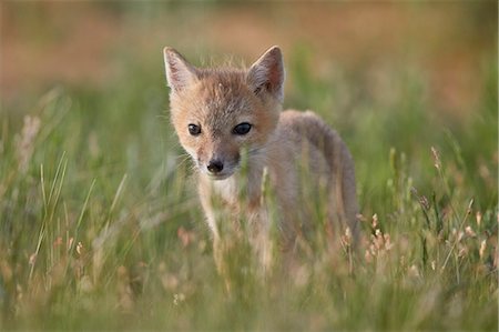 Swift fox (Vulpes velox) kit, Pawnee National Grassland, Colorado, United States of America, North America Foto de stock - Con derechos protegidos, Código: 841-09086363