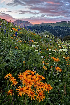 Alpine meadow with orange sneezeweed (Hymenoxys hoopesii) (Dugaldia hoopesii) (Helenium hoopesii) and other wildflowers, San Juan National Forest, Colorado, United States of America, North America Stockbilder - Lizenzpflichtiges, Bildnummer: 841-09086370