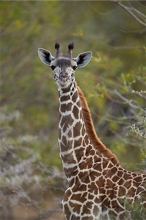 simsearch:841-07081779,k - Young Masai giraffe (Giraffa camelopardalis tippelskirchi), Selous Game Reserve, Tanzania, East Africa, Africa Stock Photo - Rights-Managed, Code: 841-09086372