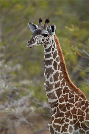 simsearch:841-09135184,k - Young Masai giraffe (Giraffa camelopardalis tippelskirchi), Selous Game Reserve, Tanzania, East Africa, Africa Foto de stock - Con derechos protegidos, Código: 841-09086373