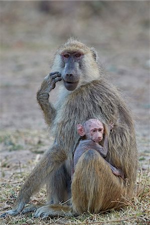 simsearch:841-09077108,k - Yellow baboon mother and days-old infant, Ruaha National Park, Tanzania, East Africa, Africa Foto de stock - Con derechos protegidos, Código: 841-09086388