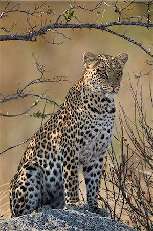 simsearch:6119-07452622,k - Leopard (Panthera pardus), Ruaha National Park, Tanzania, East Africa, Africa Foto de stock - Con derechos protegidos, Código: 841-09086389