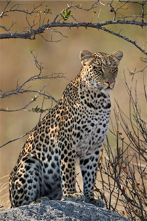 panthère - Leopard (Panthera pardus), Ruaha National Park, Tanzania, East Africa, Africa Photographie de stock - Rights-Managed, Code: 841-09086389