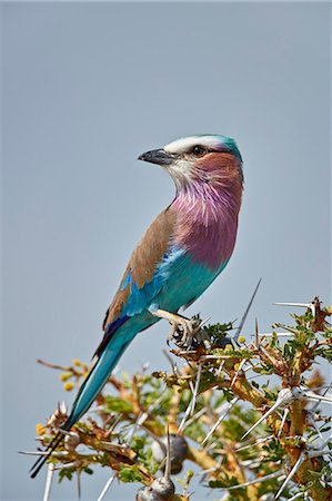 Racket-tailed roller (Coracias spatulata), Selous Game Reserve, Tanzania, East Africa, Africa Stock Photo - Rights-Managed, Code: 841-09086381