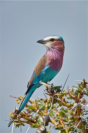 Racket-tailed roller (Coracias spatulata), Selous Game Reserve, Tanzania, East Africa, Africa Foto de stock - Con derechos protegidos, Código: 841-09086381