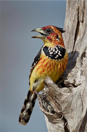 simsearch:841-09086164,k - Crested barbet (Trachyphonus vaillantii), Selous Game Reserve, Tanzania, East Africa, Africa Stock Photo - Rights-Managed, Code: 841-09086382