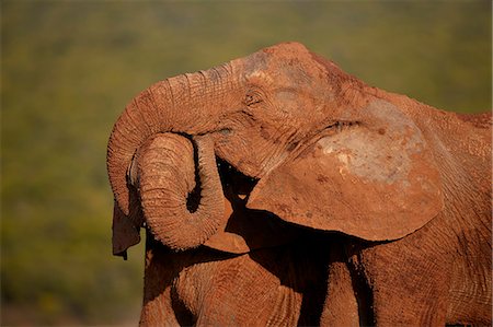 simsearch:841-09256898,k - Two African elephant (Loxodonta africana) embracing, Addo Elephant National Park, South Africa, Africa Foto de stock - Direito Controlado, Número: 841-09086395