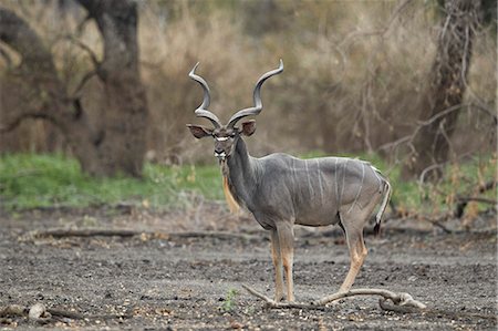simsearch:841-09086430,k - Greater kudu (Tragelaphus strepsiceros) bull, Selous Game Reserve, Tanzania, East Africa, Africa Photographie de stock - Rights-Managed, Code: 841-09086406