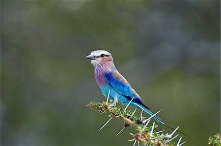 simsearch:841-09060017,k - Lilac-breasted roller (Coracias caudata), Selous Game Reserve, Tanzania, East Africa, Africa Photographie de stock - Rights-Managed, Code: 841-09086408