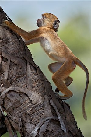 simsearch:841-09086380,k - Yellow baboon (Papio cynocephalus), juvenile climbing a palm tree, Selous Game Reserve, Tanzania, East Africa, Africa Photographie de stock - Rights-Managed, Code: 841-09086409