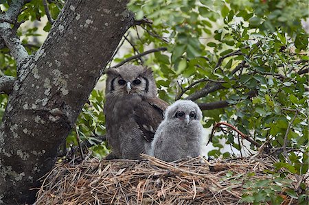 simsearch:841-03674350,k - Verreaux's eagle owl (giant eagle owl) (Bubo lacteus) adult and chick on their nest, Kruger National Park, South Africa, Africa Photographie de stock - Rights-Managed, Code: 841-09086403