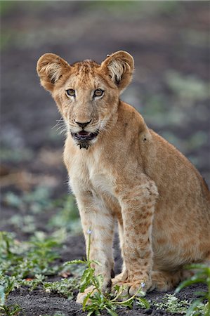 simsearch:841-09086358,k - Lion (Panthera leo) cub, Selous Game Reserve, Tanzania, East Africa, Africa Foto de stock - Con derechos protegidos, Código: 841-09086415