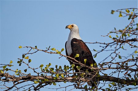 simsearch:841-08821730,k - African fish eagle (Haliaeetus vocifer), Selous Game Reserve, Tanzania, East Africa, Africa Foto de stock - Con derechos protegidos, Código: 841-09086419