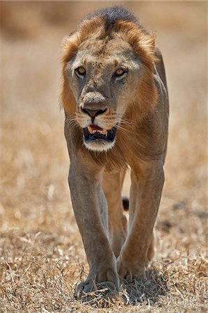 simsearch:841-09086404,k - Lion (Panthera leo), Selous Game Reserve, Tanzania, East Africa, Africa Stock Photo - Rights-Managed, Code: 841-09086425