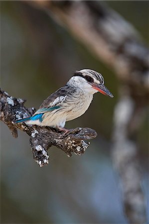 Striped kingfisher (Halcyon chelicuti), male, Selous Game Reserve, Tanzania, East Africa, Africa Foto de stock - Con derechos protegidos, Código: 841-09086428