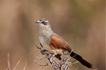 White-browed coucal (Centropus superciliosus), Selous Game Reserve, Tanzania, East Africa, Africa Foto de stock - Con derechos protegidos, Código: 841-09086429