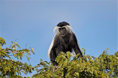 simsearch:841-09077294,k - Angola colobus (Angolan black-and-white colobus) (Angolan colobus) (Colobus angolensis), Selous Game Reserve, Tanzania, East Africa, Africa Fotografie stock - Rights-Managed, Codice: 841-09086420