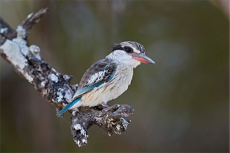 simsearch:841-09255598,k - Striped kingfisher (Halcyon chelicuti), male, Selous Game Reserve, Tanzania, East Africa, Africa Photographie de stock - Rights-Managed, Code: 841-09086421