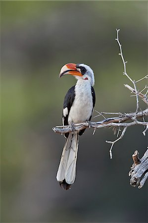Von Der Decken's hornbill (Tockus deckeni), male, Selous Game Reserve, Tanzania, East Africa, Africa Stock Photo - Rights-Managed, Code: 841-09086422