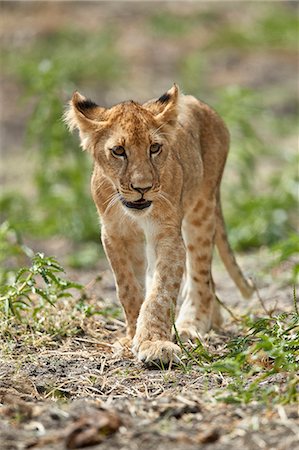 simsearch:841-08211659,k - Lion (Panthera leo) cub, Selous Game Reserve, Tanzania, East Africa, Africa Foto de stock - Con derechos protegidos, Código: 841-09086423