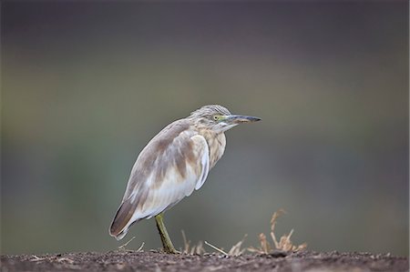 simsearch:841-09086430,k - Common squacco heron (Ardeola ralloides), Mikumi National Park, Tanzania, East Africa, Africa Photographie de stock - Rights-Managed, Code: 841-09086435