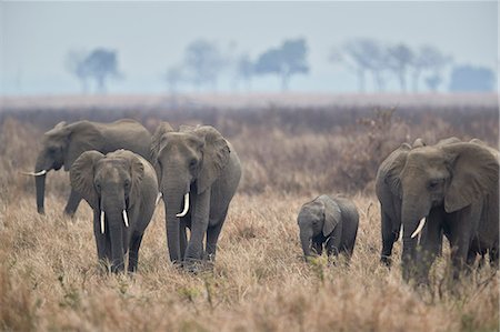 simsearch:841-09155178,k - Herd of African elephant (Loxodonta africana), Mikumi National Park, Tanzania, East Africa, Africa Photographie de stock - Rights-Managed, Code: 841-09086432