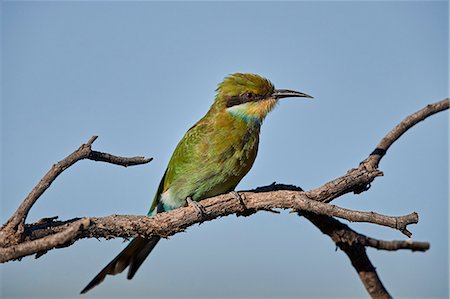 Swallow-tailed bee-eater (Merops hirundineus), Kgalagadi Transfrontier Park, South Africa, Africa Foto de stock - Con derechos protegidos, Código: 841-09086444