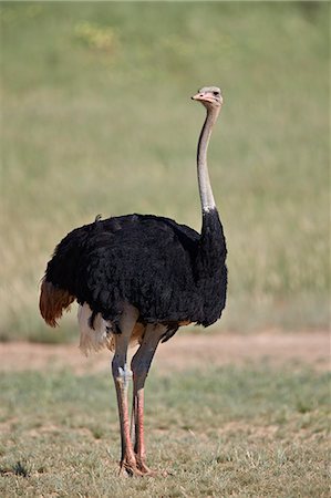 simsearch:6102-03905015,k - Common ostrich (Struthio camelus), male in breeding plumage, Kgalagadi Transfrontier Park, South Africa, Africa Foto de stock - Con derechos protegidos, Código: 841-09086447