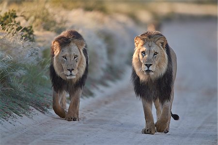 simsearch:841-09194680,k - Two lions (Panthera leo), Kgalagadi Transfrontier Park, South Africa, Africa Stock Photo - Rights-Managed, Code: 841-09086449