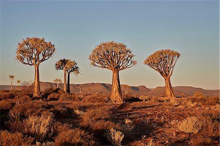south african landscapes - Quiver trees (Kokerboom) (Aloe dichotoma), Gannabos, Namakwa, Namaqualand, South Africa, Africa Stock Photo - Rights-Managed, Code: 841-09086460